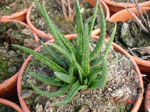 Aloe x haworthia wimbo by antoniomolina1944