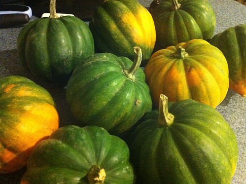 Lots of Squashes
