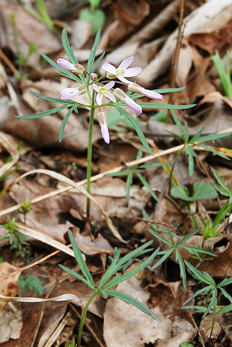 Picture of Cutleaf Toothwort, a spring wildflower seen while hiking in the Ozarks