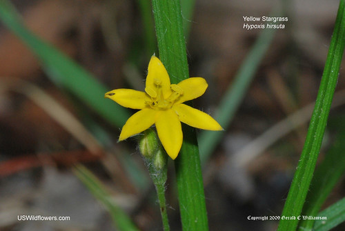 Yellow Star Grass, Common Goldstar - Hypoxis hirsuta
