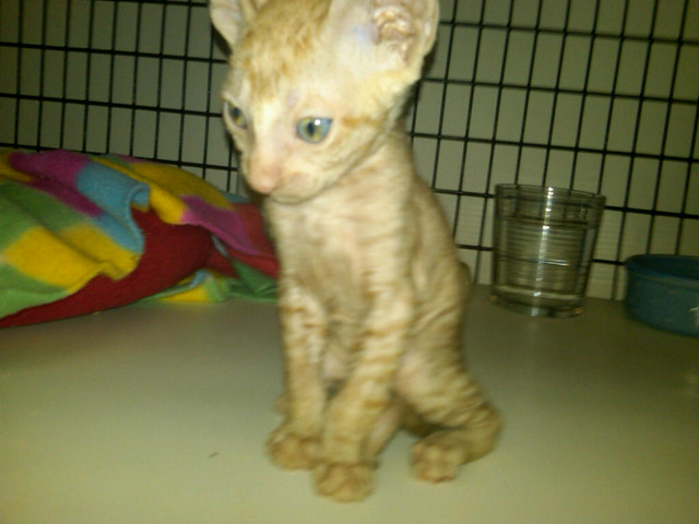 6 Week Old Male Cornish Rex Kitten. Sire: GC Quails Nest California Red (red
