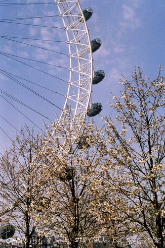 The London Eye, Sping 2002   (35mm) by Stocker Images