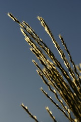 Gräser - Grasses