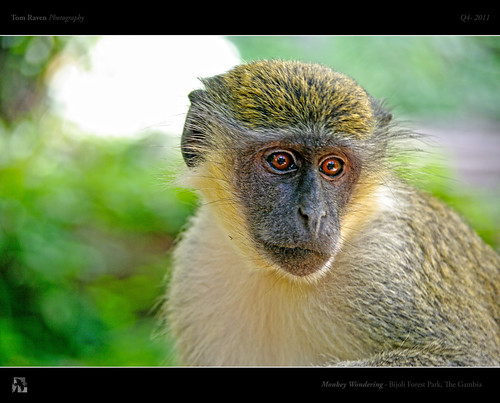 Monkey Wondering by TomRaven