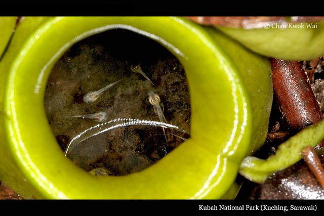 Tadpoles of Microhyla borneensis in Pitcher Plant