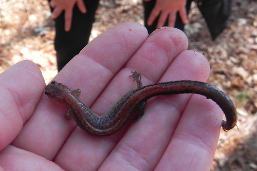 1st catch of 2012- Redback Salamander