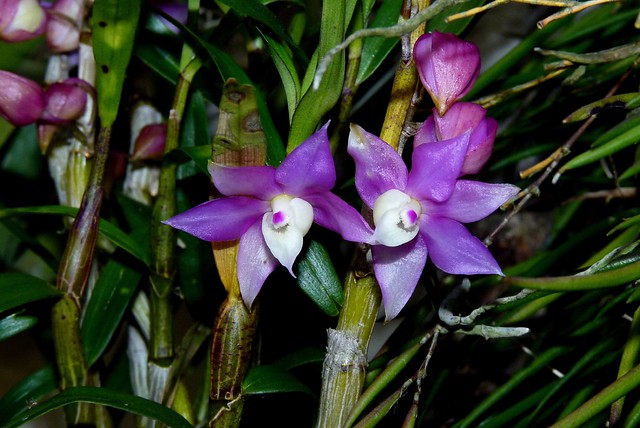 Dendrobium hercoglossum species orchid