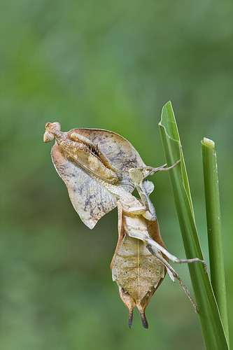 Dead leaf mantis, Deroplatys truncata....IMG_6111 copy