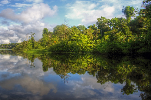 amazon river reflectons