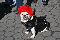 9th Annual Howl-o-Ween Doggie Costume Parade