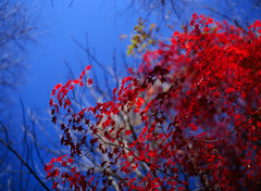 紅葉 2011 Autumn Leaves