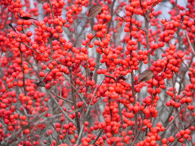 Winter Red winterberry fruit