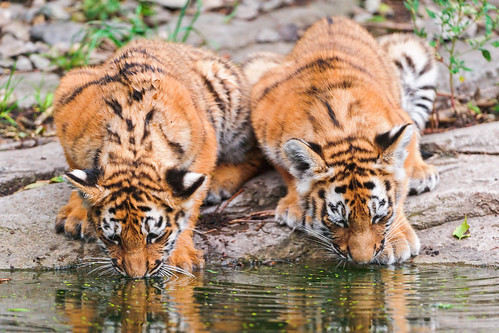 無料写真素材|動物|虎・トラ