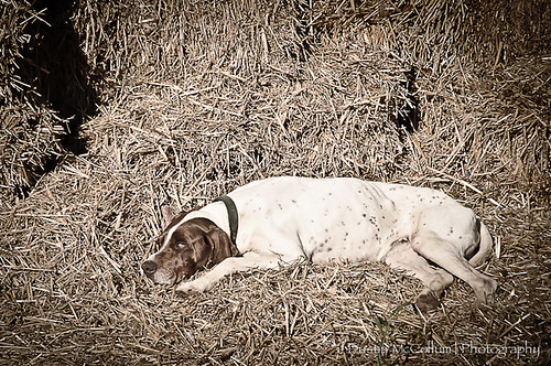 There was a farmer who had a dog... by dustinmccollum