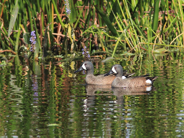 Blue-winged Teal males 20120318