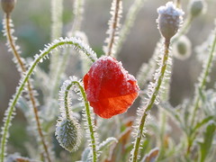 Eiszeiten icy flowers