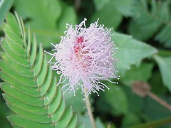 Touch-Me-Not, Sensitive Plant, Adormideran (Mimosa Pudica)
