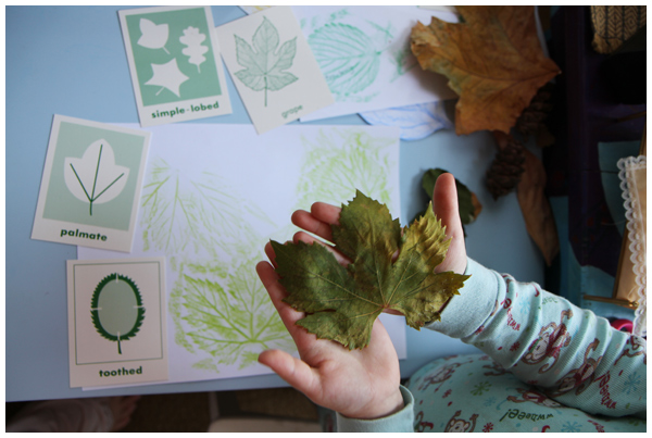 Leaf rubbings and characteristics homeschooling activity