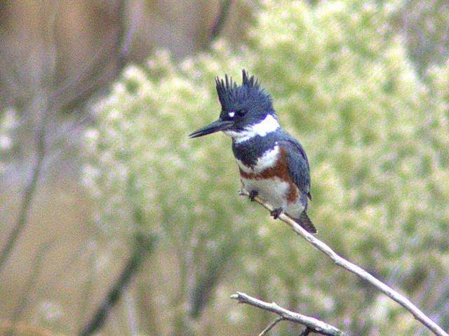 Belted Kingfisher female 20111113