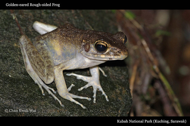 Golden-eared Rough-sided Frog