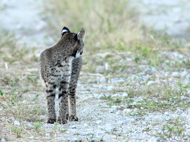 Smaller cub looks back toward larger cub's location 20111125