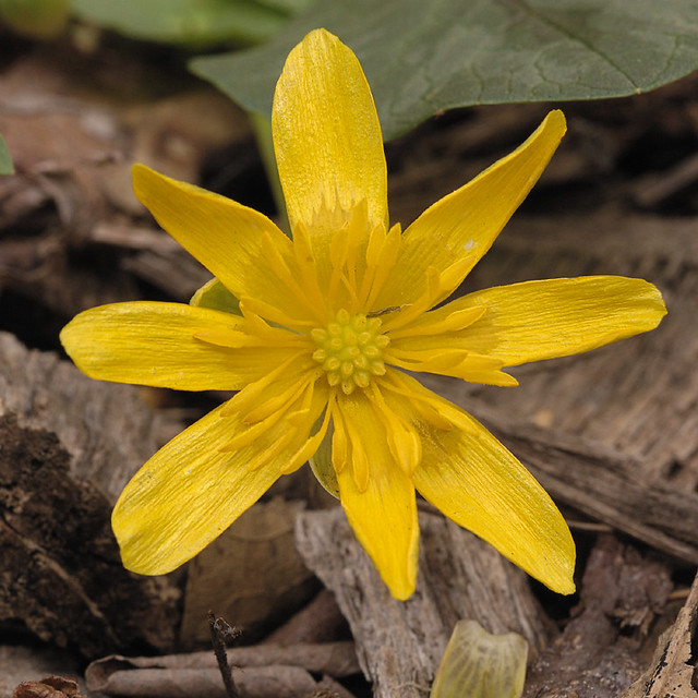 Yellow flower on wood chips