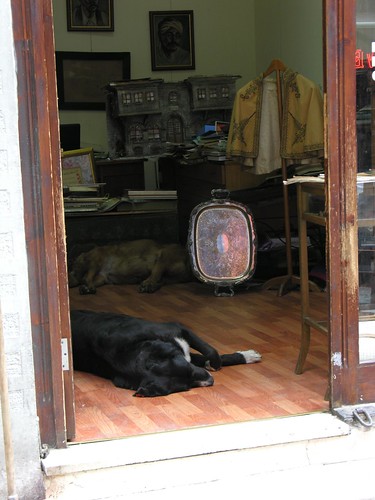 Vigyázat! A boltban kutya alszik!!