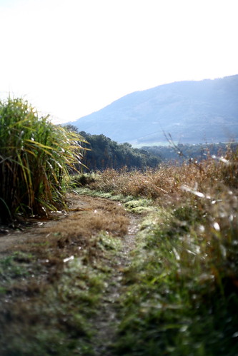 Road through the sugar cane