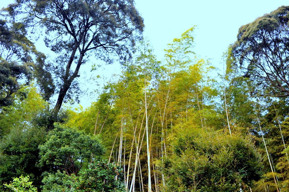 Tall bamboo growing in this area