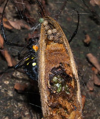 Bug Safari - Kinshasa Botanical Garden 22 Oct. 2011