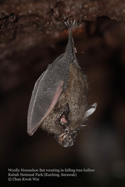003Woolly Horseshoe Bat roosting in hollow fallen tree