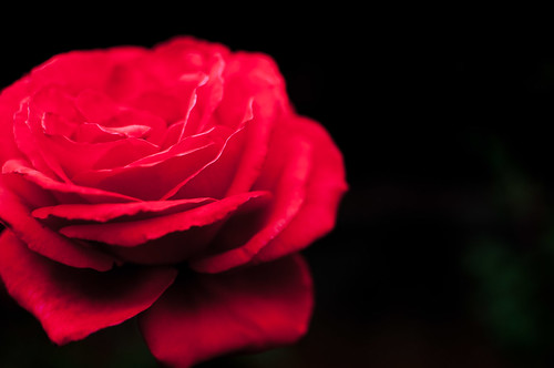 Illuminated Rose