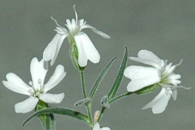 Silenestenophylla