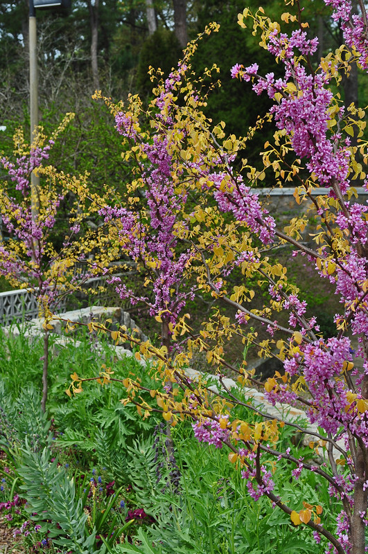 Cercis canadensis 'The Rising Sun'