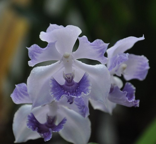 Acacallis cyanea - Flores de Colombia – Un Sitio de Bargas, Samuel – Liberman, Marisa