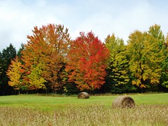 Fall colors, Elderon Wisconsin
