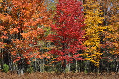 Upper Lower Michigan Fall Color Tour