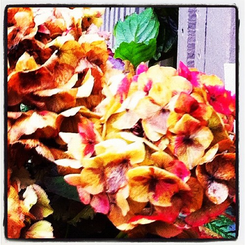 Hydrangea #flower reveals its mortality as #vancouver #winter closes in for the kill.