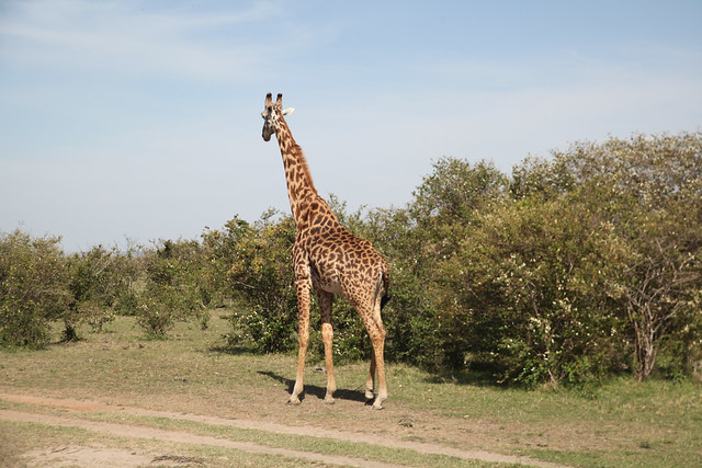 Giraffes (8)