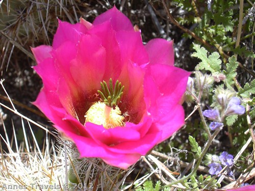 Cacti Flower in Hellhole Canyon, Anza-Borrego Desert State Park, California