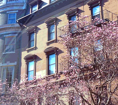 Magnolias in Boston Back Bay (Posterized) by randubnick