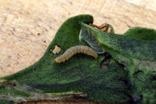 Bucculatrix nigricomella free-living larva