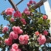 Climbing Roses In The Demonstration Garden