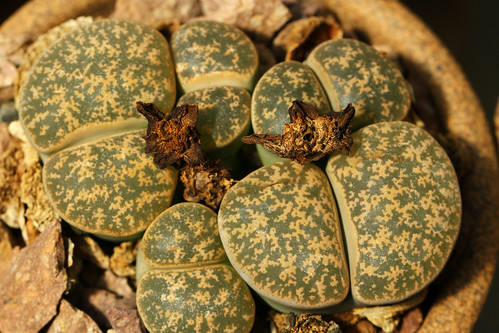 Lithops by CamRich22 (On hiatus)