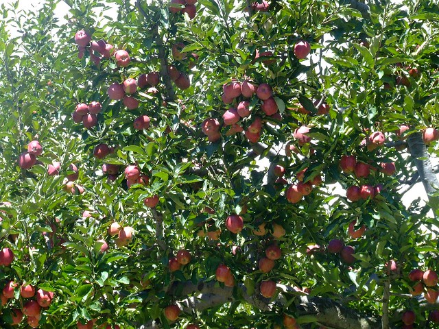 Apple tree Malus domestica Rosaceae 2011_09_18_Kinnaur_0305