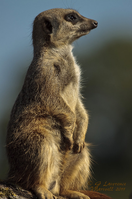 meerkat marwell 2011