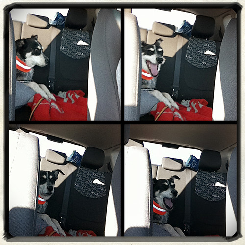 backseat driver