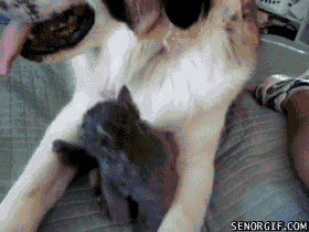funny-gifs-the-tongue-dog