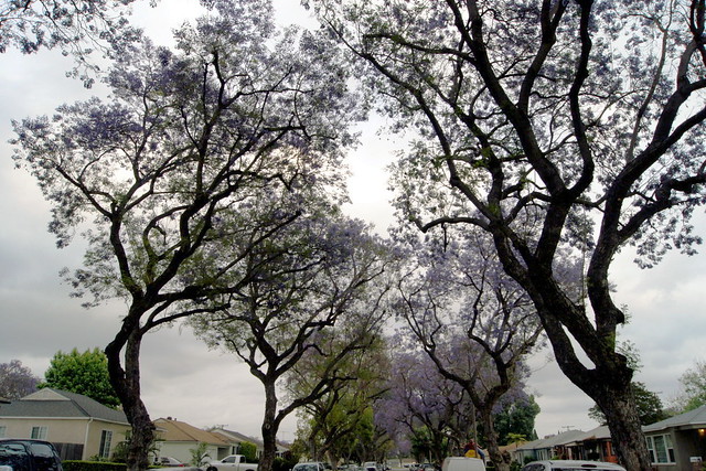 purple trees 