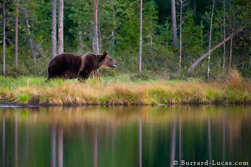 Bear by Lake